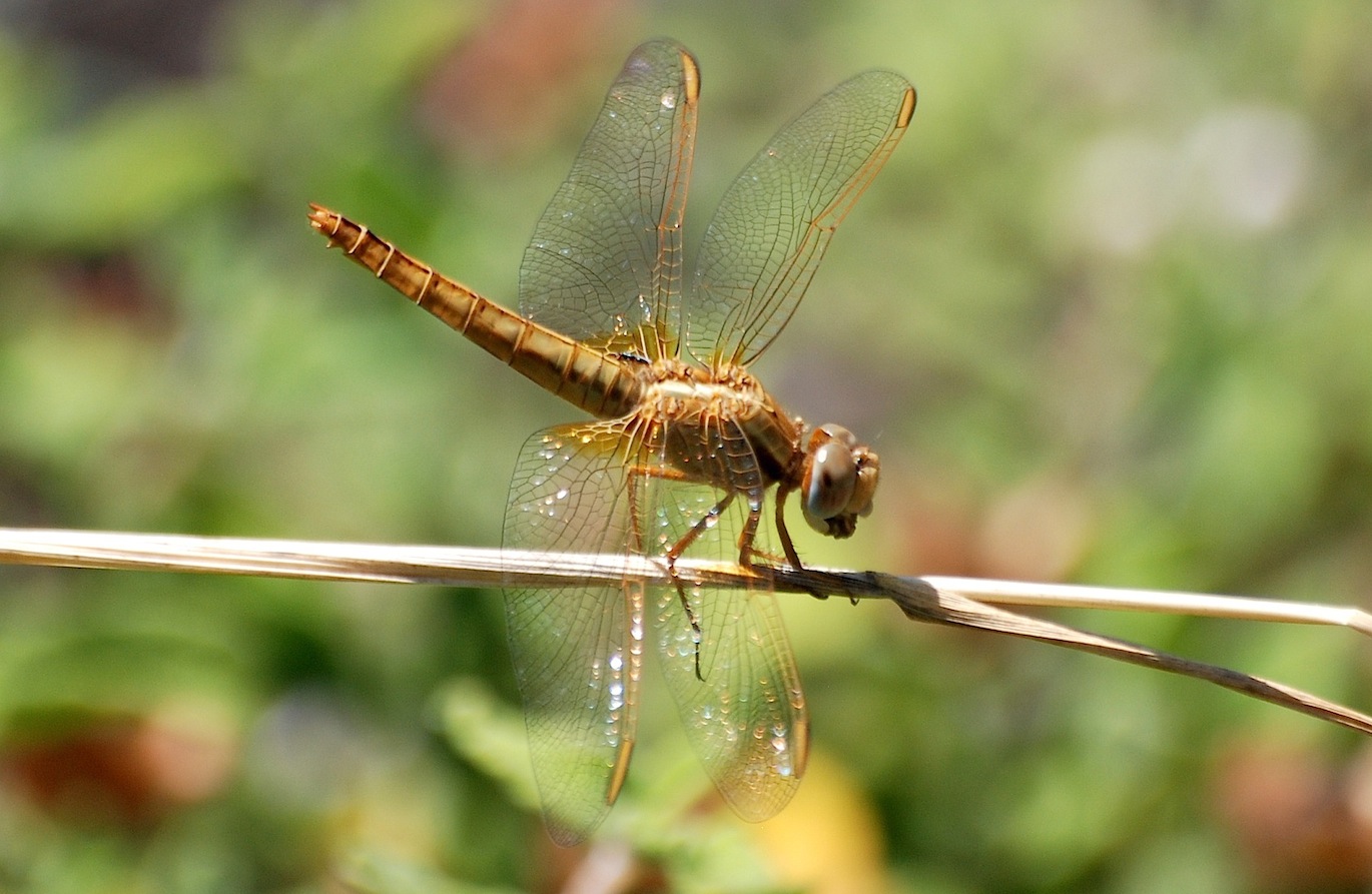 Parliamo di: Scheda Crocothemis erythraea